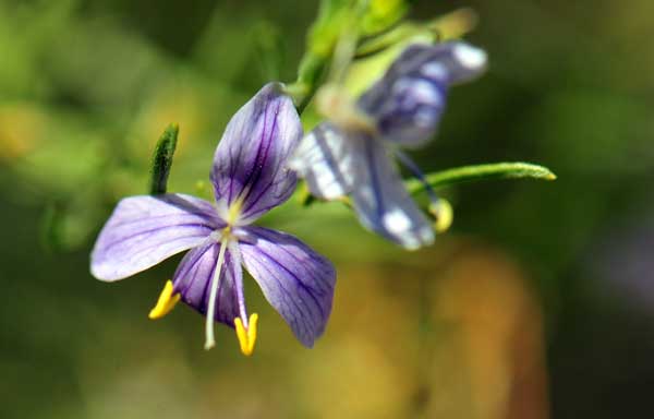 Carlowrightia linearifolia, Heath Wrightwort, Southwest Desert Flora